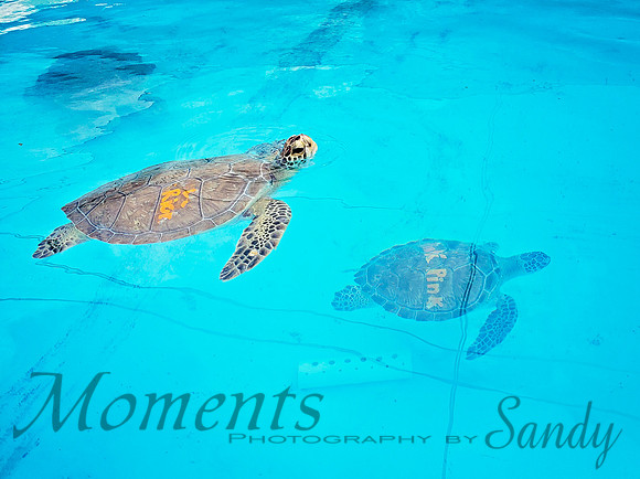 Turtle Hospital
